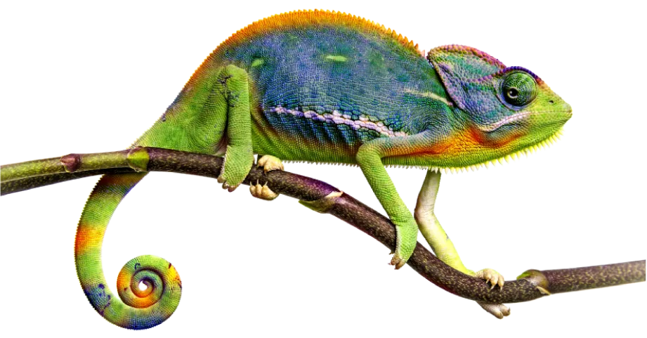 Camaleonte - visual esperienza e adattabilita