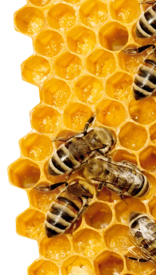 Api su favo - visual tecnologia e affidabilità