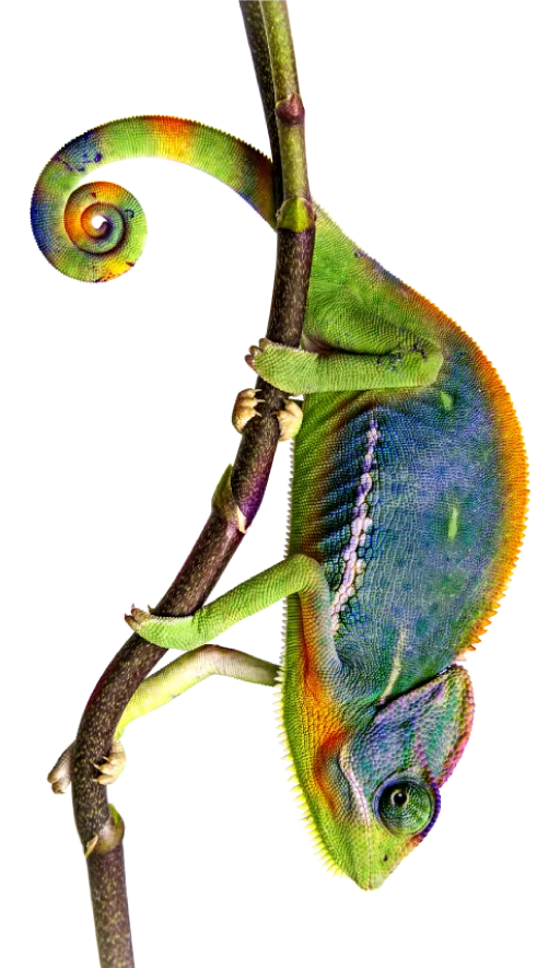 Camaleonte - visual esperienza e adattabilità