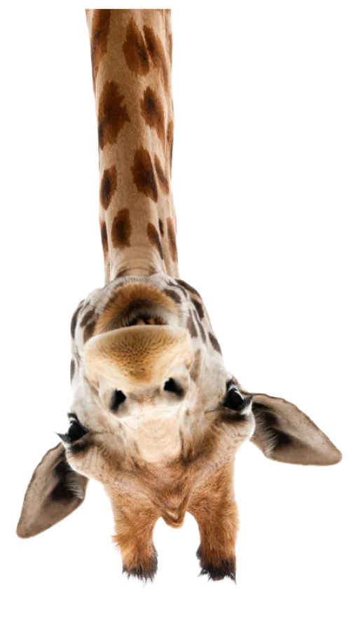 Giraffa - visual brand awareness