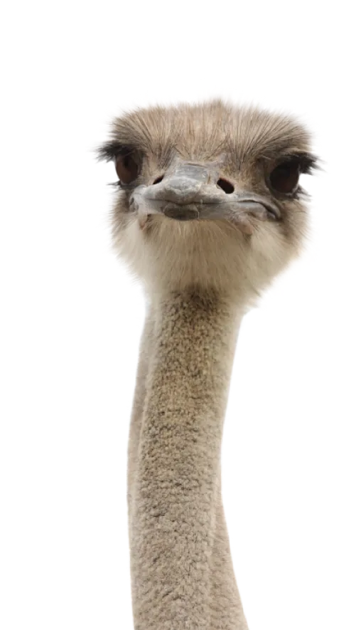 Struzzi - visual compliance e documentazione